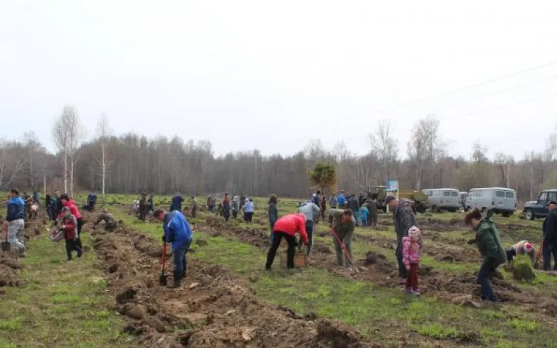 Почти 2 млн деревьев высадили в Алтайском крае весной