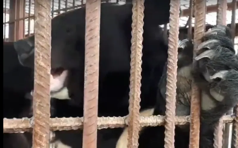 Медвежьи объятья сняли сотрудники барнаульского зоопарка 