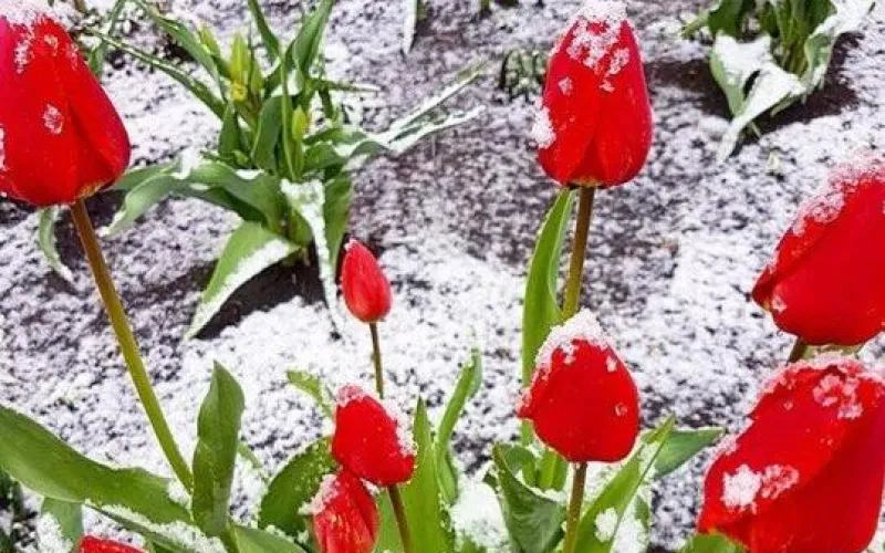 Цветы в снегу: сильный снегопад прошёл в Белокурихе 