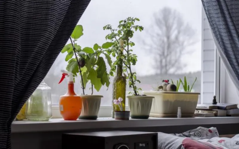 Укроп, петрушка, базилик: как вырастить огород на подоконнике? 