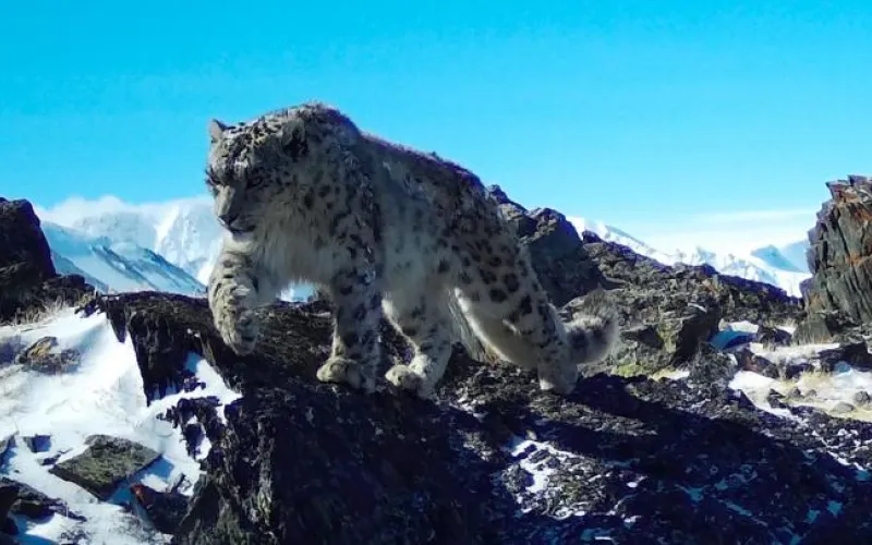 Самку снежного барса с котятами снова видели на плато Укок