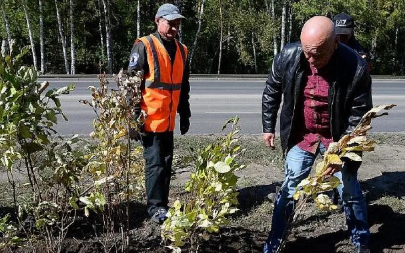Более 3 500 кустарников и деревьев высадят в Барнауле