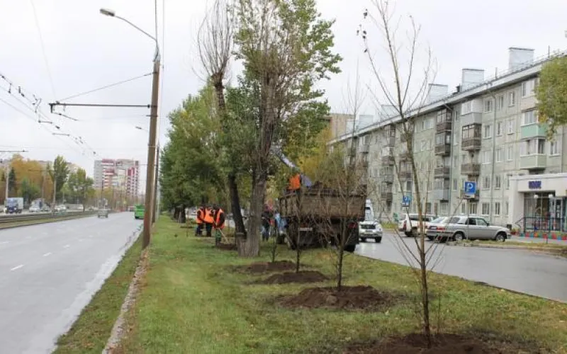 Молодые тополя высаживают в Барнауле