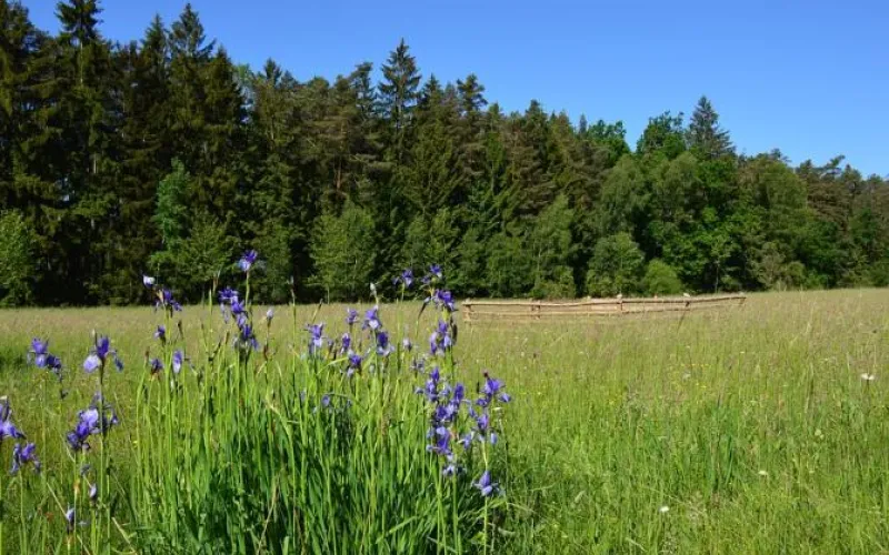 Лето в разгаре: о погоде в Алтайском крае 7 июня