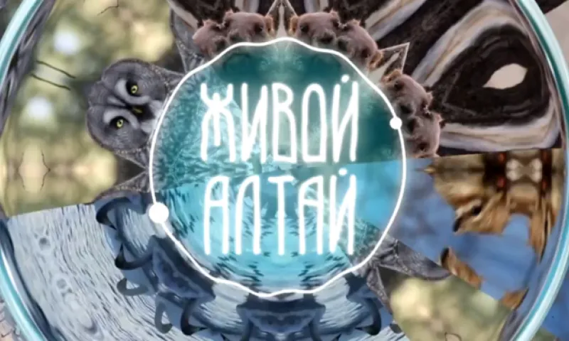 «Живой Алтай»: серая куропатка