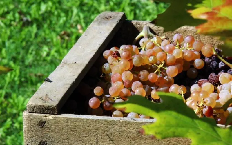 Садоводов-любителей бесплатно научат виноделию в Алтайском крае