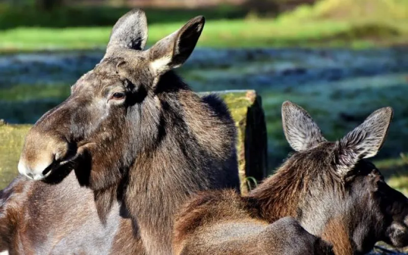 Школьники накормили животных алтайского заказника 