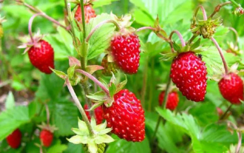 Барнаульским дачникам бесплатно расскажут о наиболее урожайных сортах земляники 