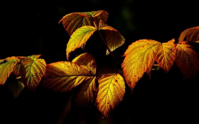 Дождь и сильный ветер: о погоде в Алтайском крае 13 октября