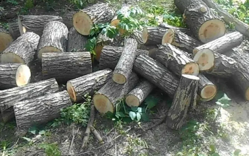 Чёрного лесоруба задержали в Алтайском крае 