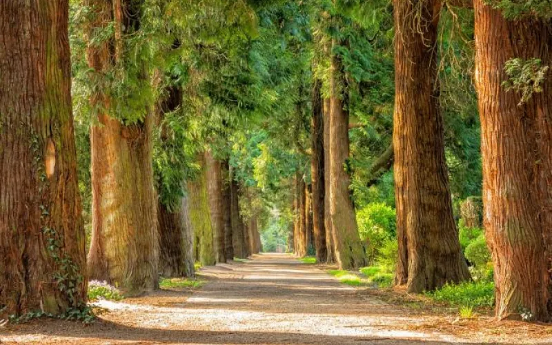 Объявлен конкурс эскизных проектов на обустройство в Бийске