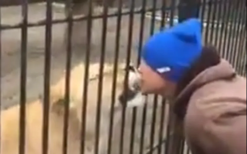 Мужчина поцеловался со львом в Барнаульском зоопарке 