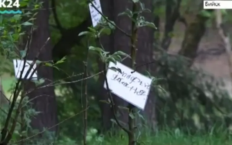 Большой плодовый сад появился в Бийске