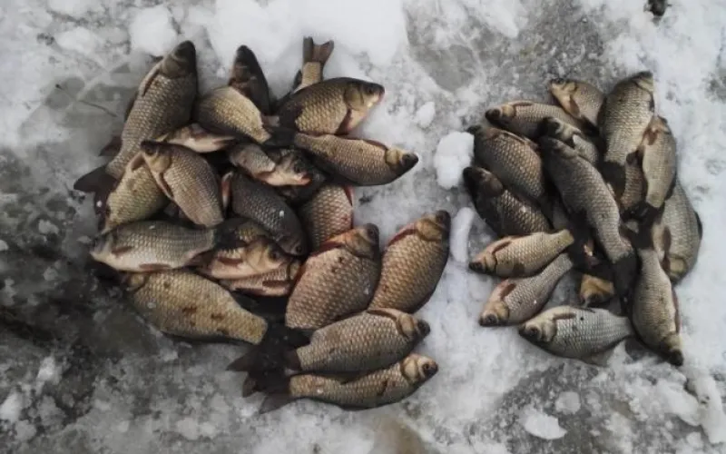 Выходить на лёд опасно: подборка улова алтайских рыбаков 