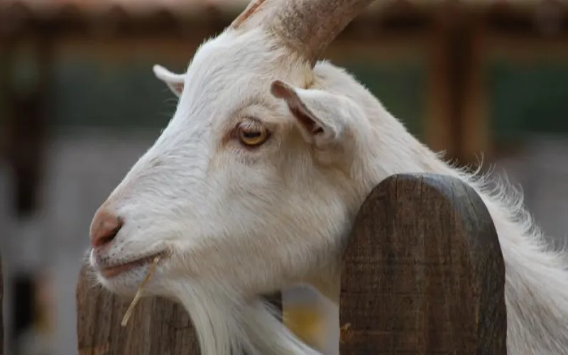 Женщину в Алтайском крае обманули при продаже коз