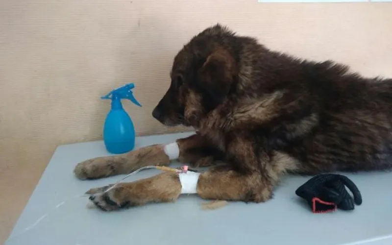 Вмерзшую в лед собаку спасли в Барнауле