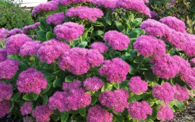 Барнаульских дачников бесплатно научат выращивать редкие многолетние культуры 