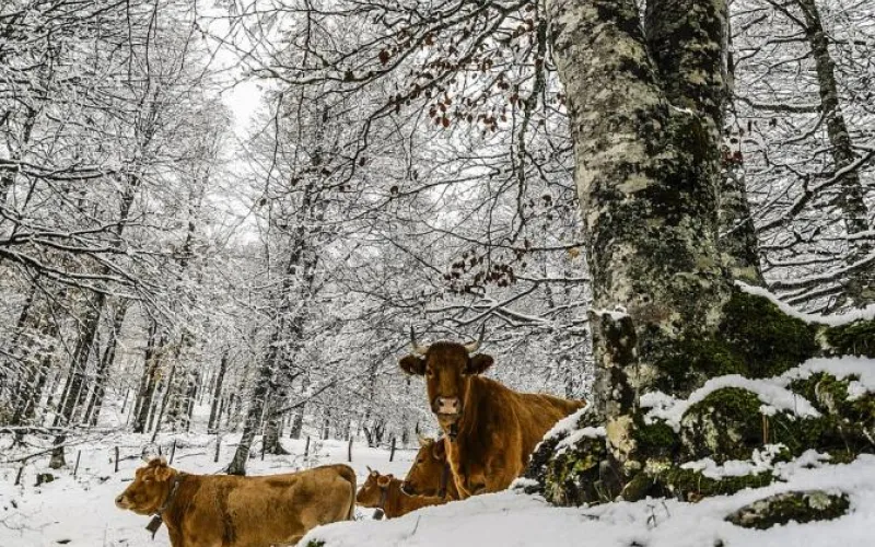 Плюс полкилограмма: коровы в Алтайском крае стали давать больше молока из-за морозов 