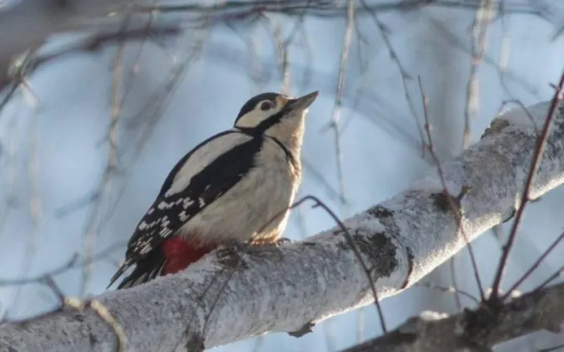 Алтайские фотографы приняли участие в соревнованиях по спортивной орнитологии 