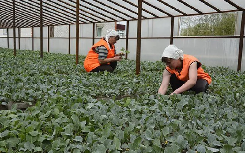 Заключенные в Алтайском крае высадили 60 тысяч корней капусты