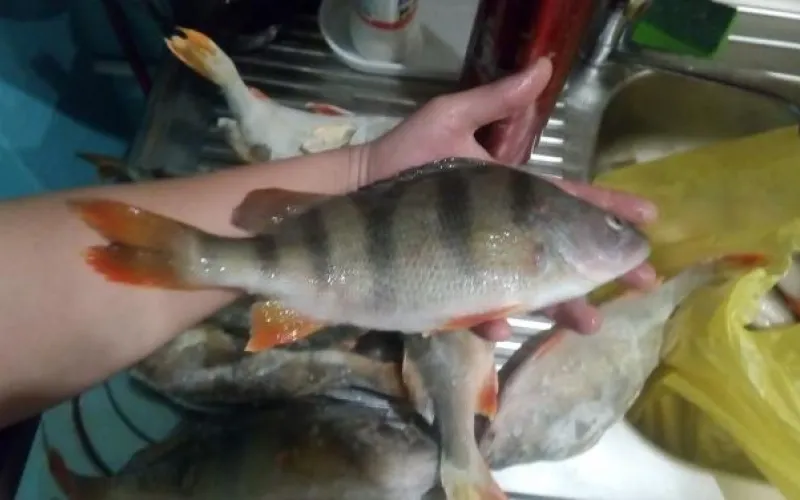 Окунь размером больше руки: подборка улова алтайских рыбаков за неделю 