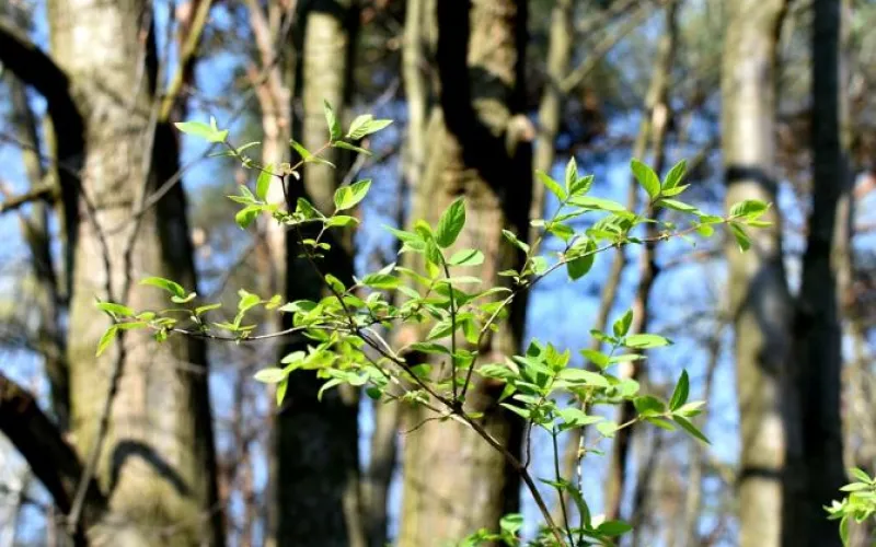 Будет жарко: в Алтайском крае потеплеет до +21 градуса