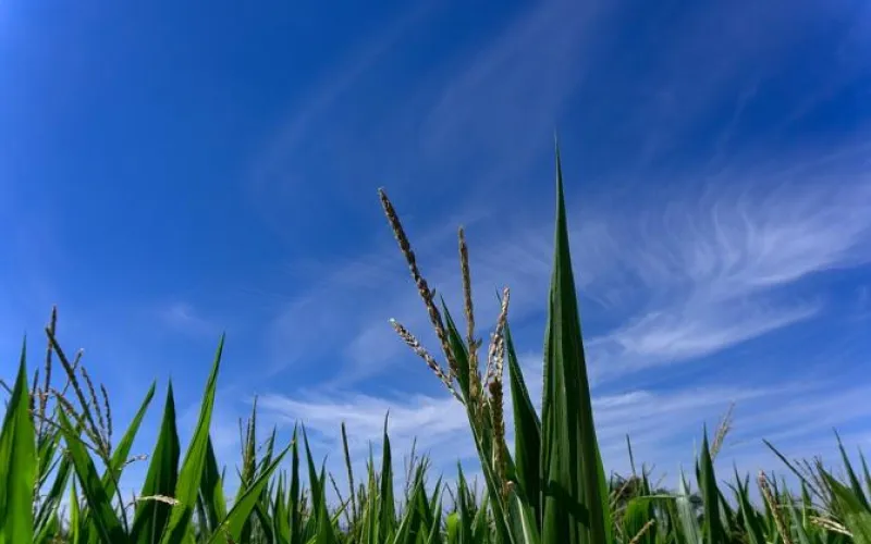 Как по заказу: о погоде в Алтайском крае в День России