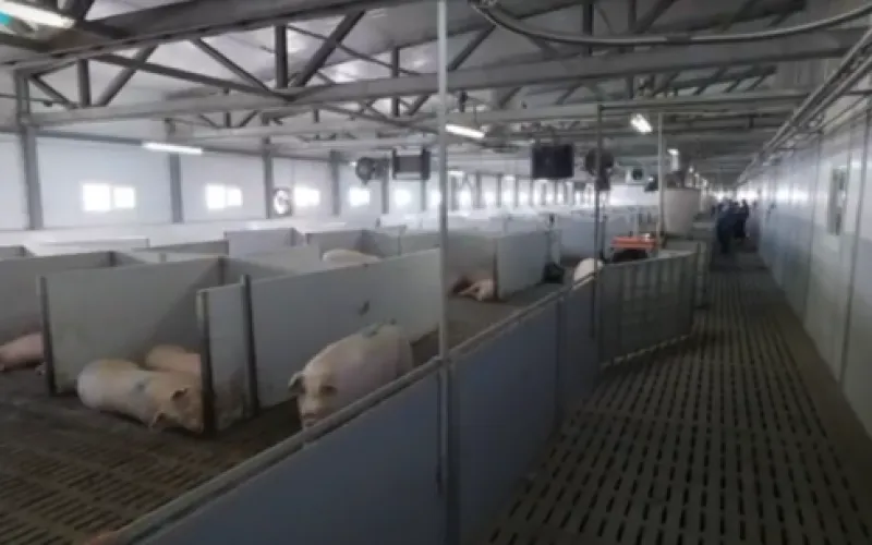 Алтайская компания вышла на новый уровень мясопереработки 