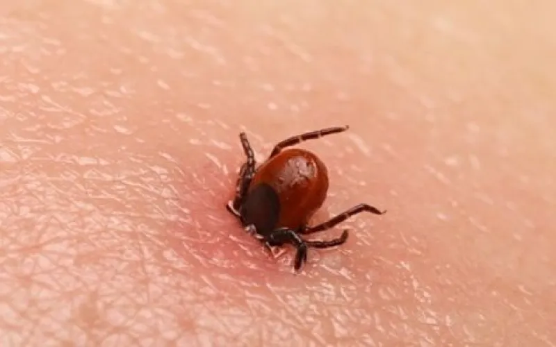 Жителей Алтайского края начали кусать клещи