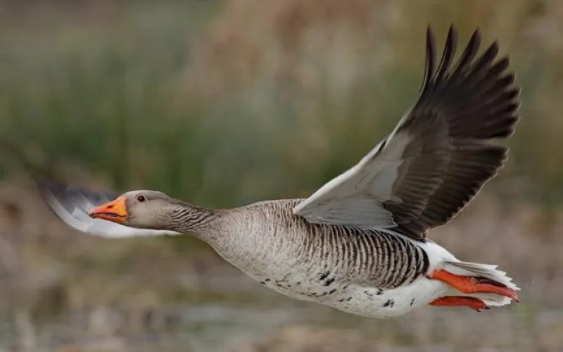Алтайский край находится в зоне повышенного риска возникновения птичьего гриппа 