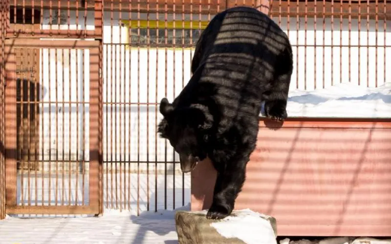 Гималайские медведи проснулись после зимней спячки в барнаульском зоопарке 