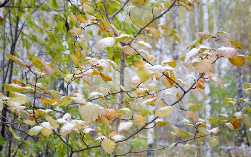 Рассказываем, какая погода ждёт в выходные жителей Алтайского края