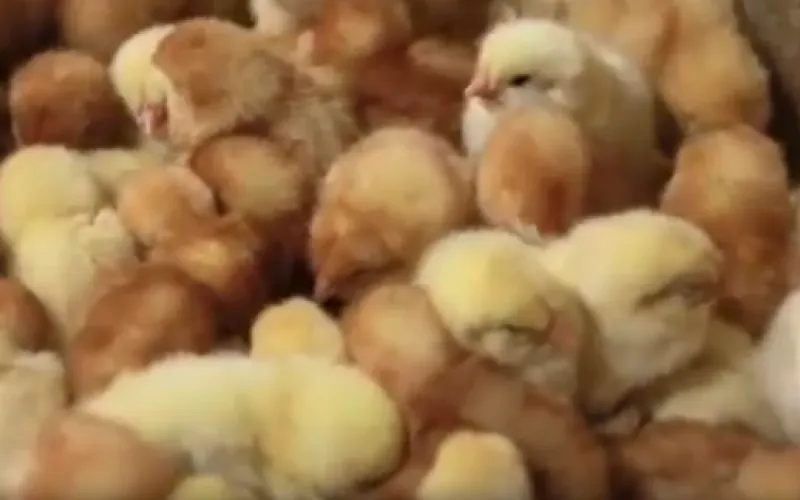 День цыплёнка пройдёт в Барнауле 