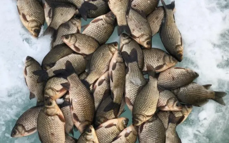 Караси, лещи, подлещики: подборка улова алтайских рыбаков с последнего льда 