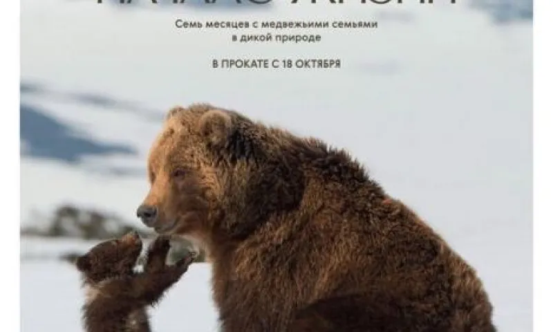 Документальный фильм «Медведи Камчатки. Начало жизни» вышел в прокат в Барнауле