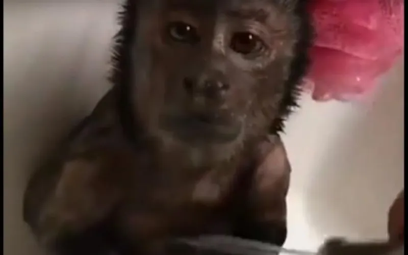 Купание обезьянки: барнаульский зоопарк поделился новым видео