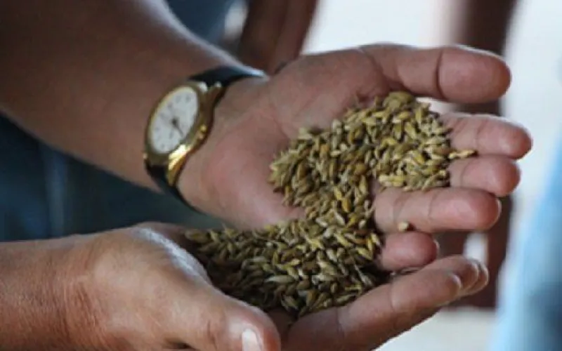 Первый транш поддержки по элитному семеноводству направлен алтайским аграриям