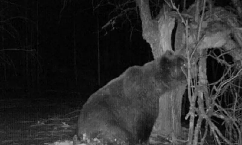 Медведь-шатун попал в объектив фотоловушки в алтайском селе