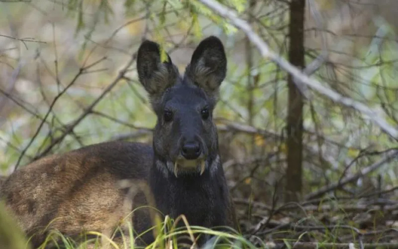 Животное, занесенное в Красную книгу, появилось в барнаульском зоопарке