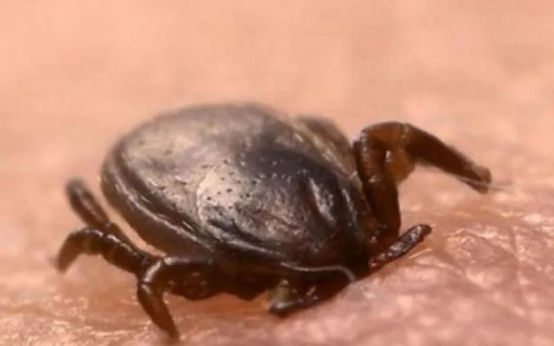 В Алтайском крае зафиксировано 6 случаев подозрения на заболевание клещевым энцефалитом