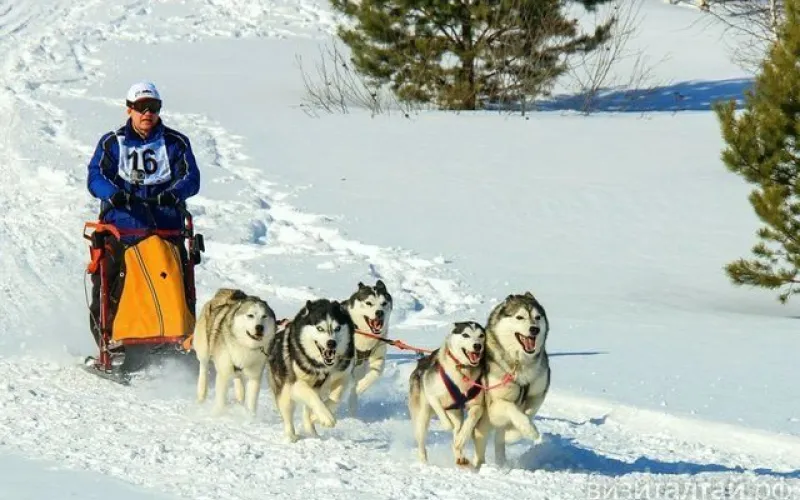 Горные гонки на собачьих упряжках пройдут на «Бирюзовой Катуни»