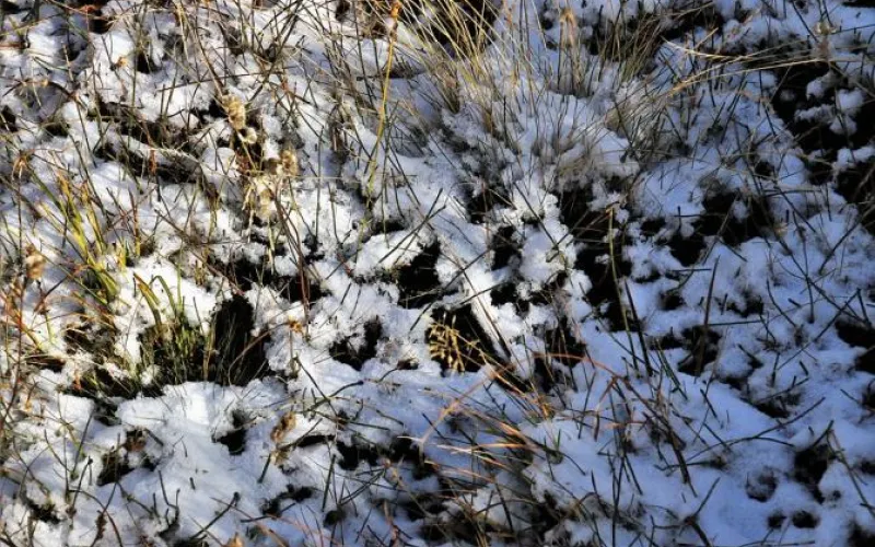 Синоптики обещают снег в выходные в Алтайском крае