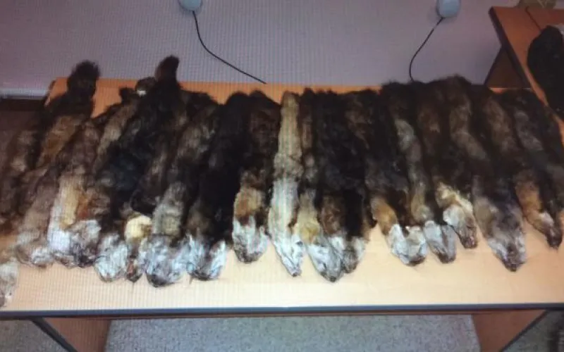 Расследование дела о контрабанде соболиных шкур завершено 