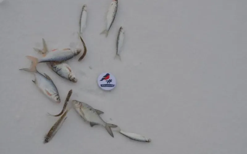 Всероссийская акция «Уха на всю страну» прошла в Барнауле 