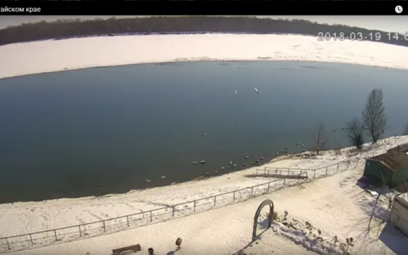 Веб-камеры К24: лебеди радуются хорошей погоде 