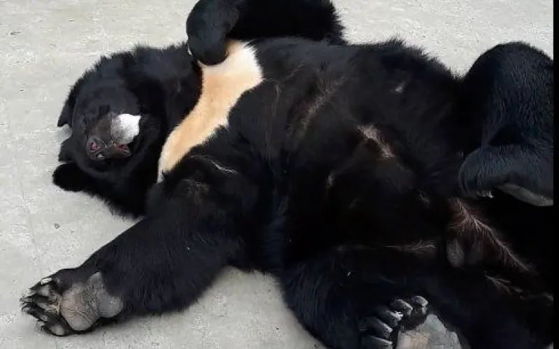 Медведь Жора стал героем нового видео от барнаульского зоопарка 