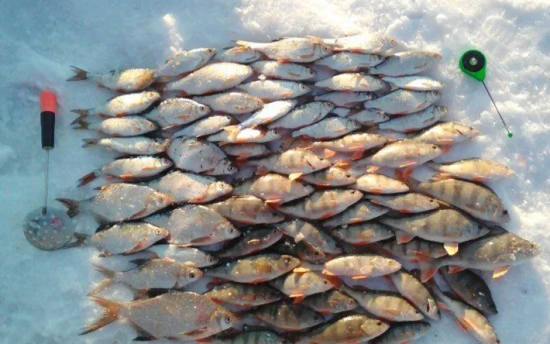 Ерши, лещи, подлещики: подборка улова алтайских рыбаков