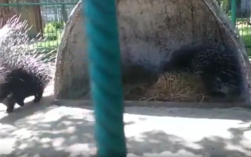 Видео: дикобразы в барнаульском зоопарке переехали в новый вольер 