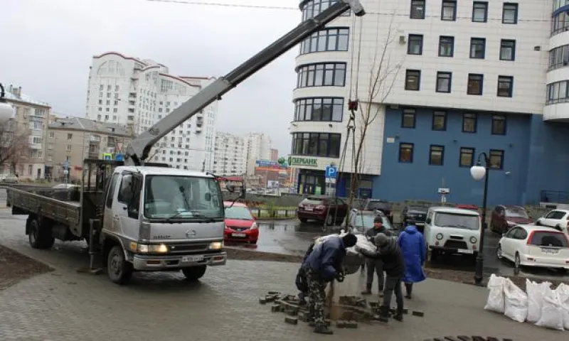 Новый сквер в Барнауле начали засаживать деревьями