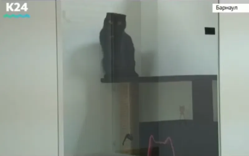 Отель для кошек премиум-класса открылся в Барнауле